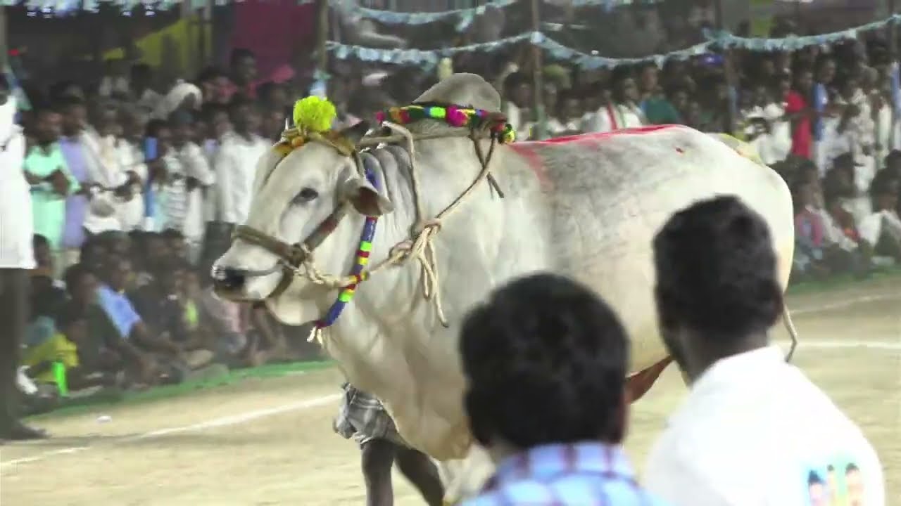 మాచర్లలో ఎద్దుల పందెం సీనియర్లో  3వ జత ప్రగతి రిసార్ట్స్ హైదరాబాద్