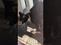 Горькая правда жизни😹🤫 #цитаты #жизнь #cat #кот #цитатыпрожизнь