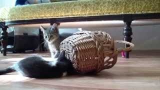 Cute Kittens - sisters and their basket