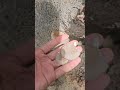 mushroom harvest farming