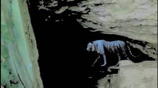 Penampakan harimau putih di gua Sancang Garut dengan  adobe after efek