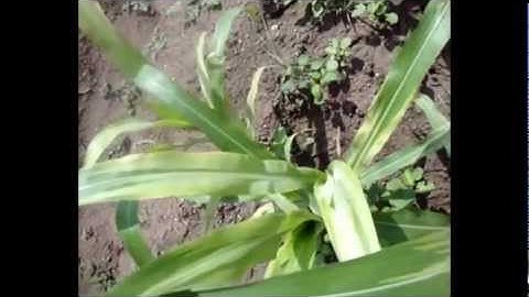 Recombinant Inbred Line ( RILs) population development in Maize