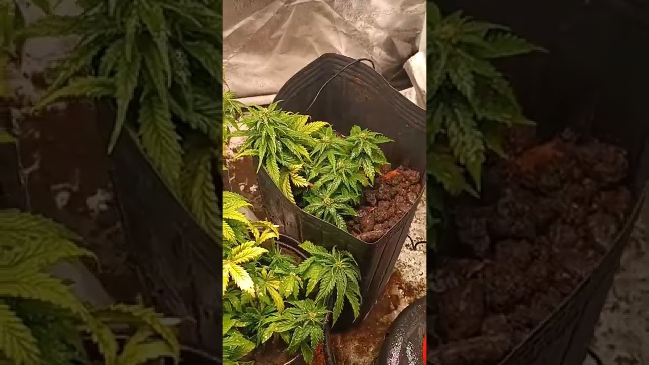 cultivo lemon og e sour diesel