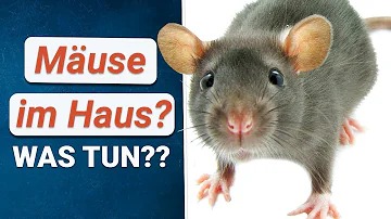 Was zieht Mäuse im Haus an?