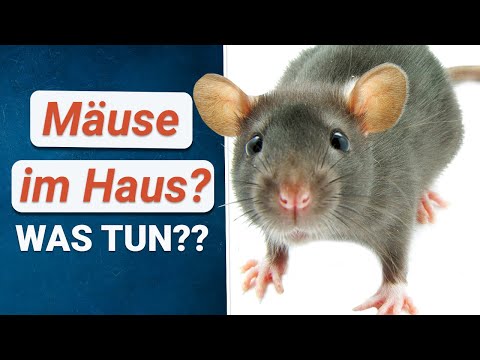 Video: Wie Wird Man Mäuse Und Ratten Im Land Los? Wie Kann Man Sich Mit Folk Und Anderen Mitteln Dauerhaft Zurückziehen? Wie Verscheucht Man Mit Kräutern? Effektive Wege, Um Loszuwerden