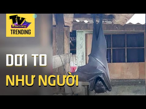 Video Hình ảnh con dơi 'to như người' đang gây xôn xao CĐM - youtube