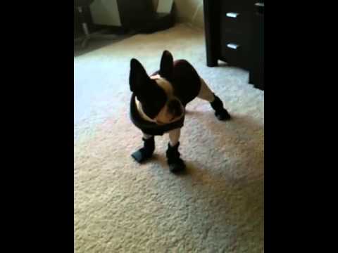 French Bulldog's attempt at walking in boots - YouTube