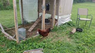 Poor broody hen by David Rosenfield 17 views 3 years ago 59 seconds