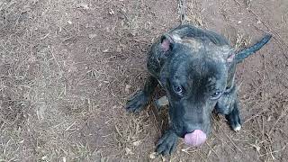 Real Pit Bull..7 Month Old Pup