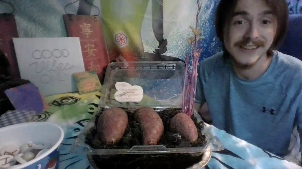 Shed Wars: How to grow sweet potatoes in a pot?