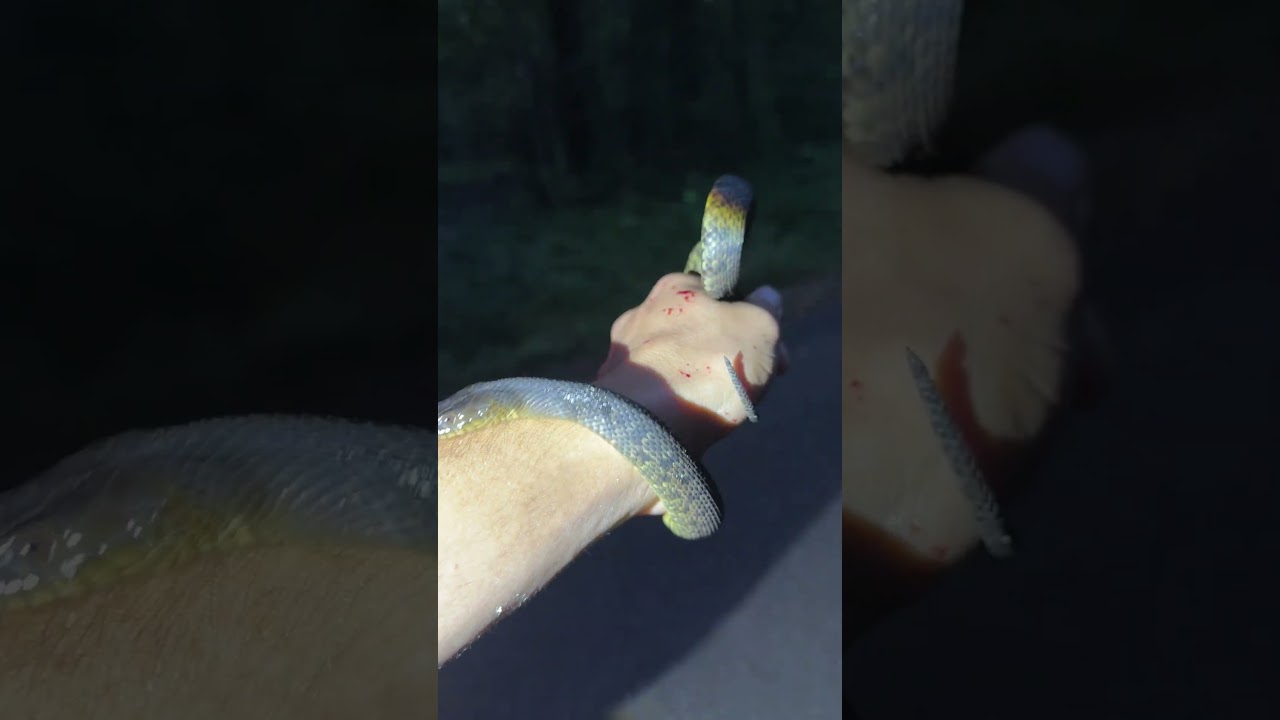 Rare Watersnake In Tennessee! 