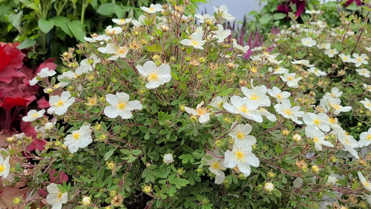 Happy Face® White Potentilla (Sweet Cinquefoil) // LONG BLOOMING, Hardy, EASY to GROW Dwarf Shrub.