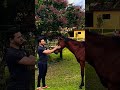 #pravc #viral #viralshorts #modao #sertanejo #musica #classic #foryoupage #foryou #agro #fyp
