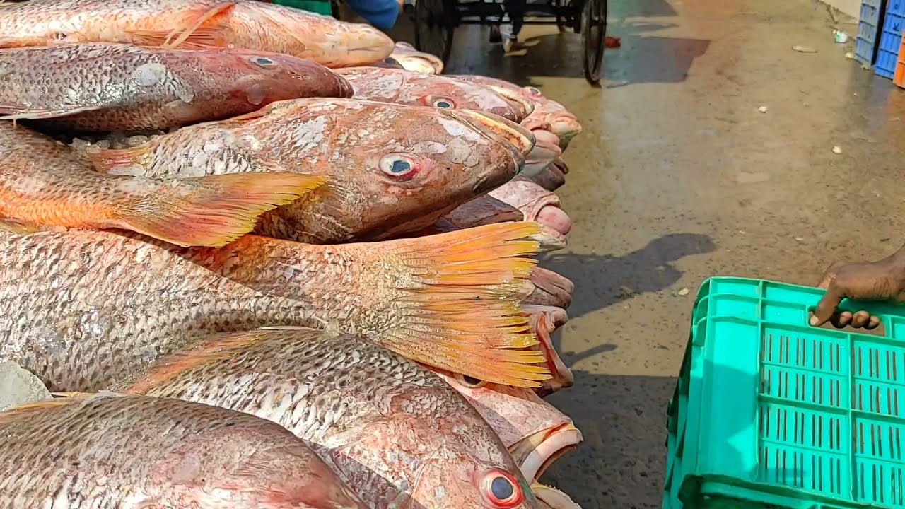 Red Snapper Fish - Fresh Fish - Mumbai's Leading Fresh Fish & Seafood  Company