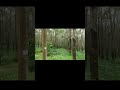 #ride #nature #forest