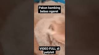 pakan KAMBING MILENIAL ternakkambing kambing fermentasipakanternak