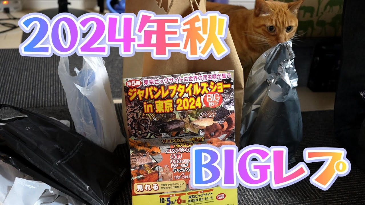 2024年秋BIGレプ【ミドリガストロカナヘビ】