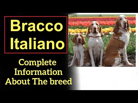 Bracco Italiano. Pros and Cons, Price, How to choose, Facts, Care, History