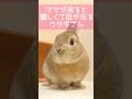 ママが来ると嬉しくて目が光っちゃうウサギさん #shorts #うさぎのうい #bunny