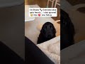 @FRANCE24 @YouTube @snoopdogg @JuegaGerman @FRANCE24 #dog #rescue #share #anmals