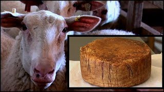 Ancient Heritage Dairy: The Art of Sheep Cheese Making