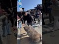 秋田犬長毛カイは高山のみだらし団子屋さんに大歓迎される