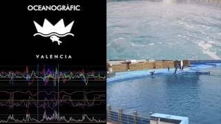Full Dolphin behaviours synchronised with accelerometer data News
