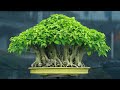 | World biggest Ficus Rumphii pruning system, full profile and result | Bonsai Artisan | KH. AQIB |