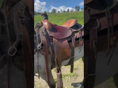 Video: American Quarter Horse Pferderasse Hypoallergen, Gesundheit Und Lebensdauer