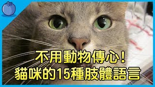 【貓奴必看 】貓咪的15種肢體語言學會就不用找動物傳心師了原來低吼代表…藍莓豆花 Blueberry Tofa