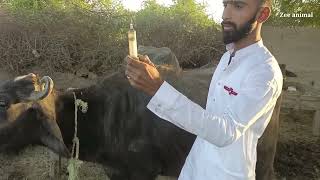 How domestic Buffalo skin allergy treatment by veterinary doctor at village form