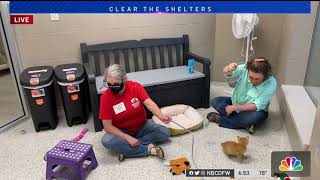 Want to Join Operation Kindness for Clear the Shelters Here's How with NBC 5 (KXAS NBC 5) 8/23/21