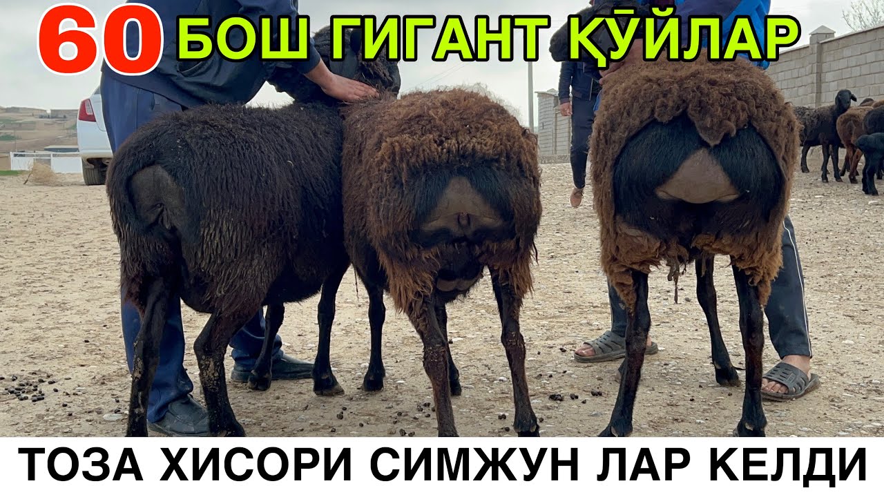 ИҚЛИМ ТАНЛАМАС ҚӮЙЛАР. ☎️+998990989325 ☎️+998972210086 ☎️+998991549411