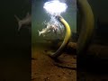 volts electric  #animals #nature #wildanimals