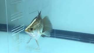 オーストラリアバラムンディー ショートボディー