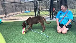 Adopt This Dog! KC Pet Project’s Nibs