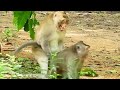 Monkey love baby forever   funny monkey baby  monkeys  mog monkey meeting