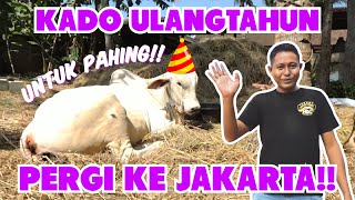 KADO ULANG TAHUN UNTUK PAHING DIBAWA KE JAKARTA!!? | SI PAHING MASKOT SETIA FARM | SAPI KONTES