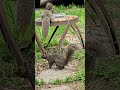 Siggy gets the cold shoulder from his lady squirrel again #short #squirrel #cutesquirrels