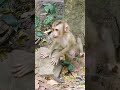 Adorable monkey