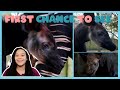 Meet a Baby Okapi! | First Chance to See | BBC Earth Kids