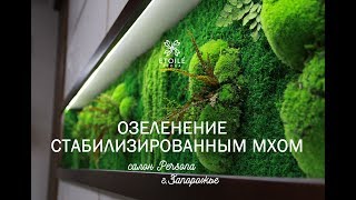 Озеленение мхом от Этуаль Флора. Салон «Persona»,  Запорожье