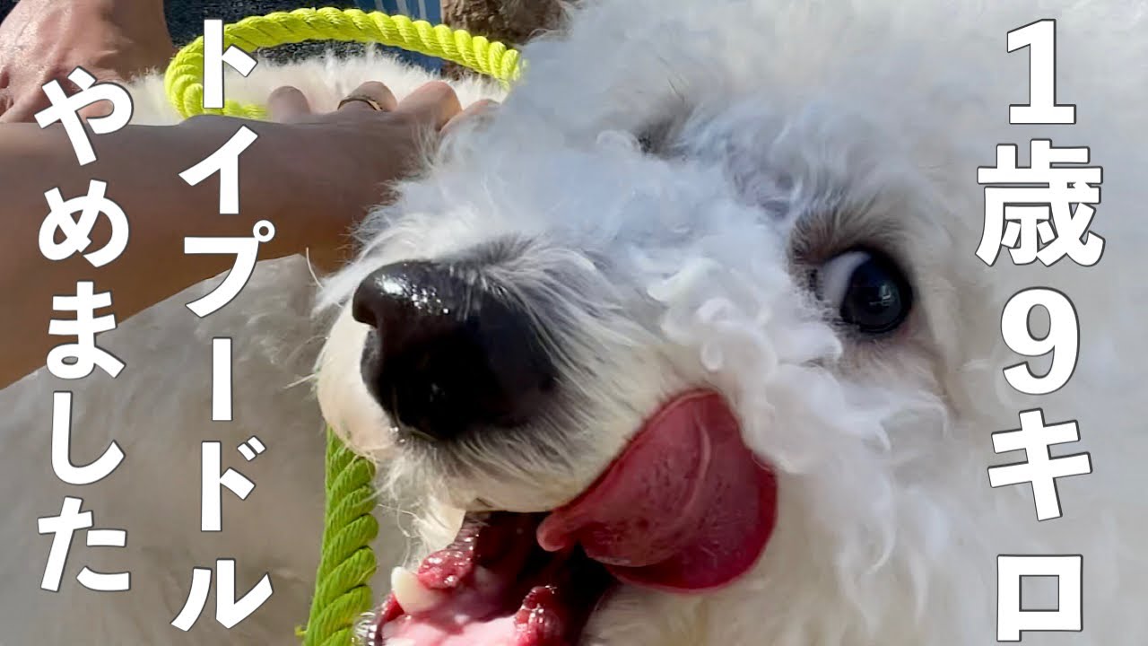 昔トイプードルだった犬が反抗期になった様子がこちら American Cocker Spaniel Toy Poodle English Translation Youtube 昔トイプードルだった犬が反抗期になった様子がこちら American Cocker Spaniel Toy Poodle English Translation Youtube