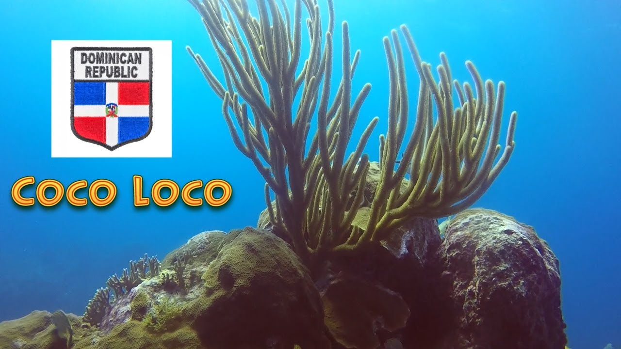Dominican Republic Diving Coco Loco with Dressel Divers YouTube