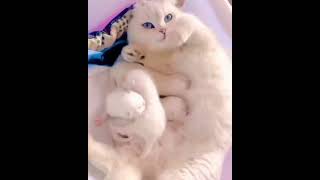 Mother cat loves her kittens | So cute