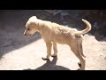 Abandoned Puppy Walks Up To A Study Abroad Student And Asks Her For Help | The Dodo