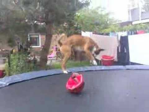 Jumping Doerak The Boxer Dog Trampoline Springen Youtube