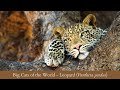 Big Cats of the World Part III - LEOPARD (Panthera pardus)