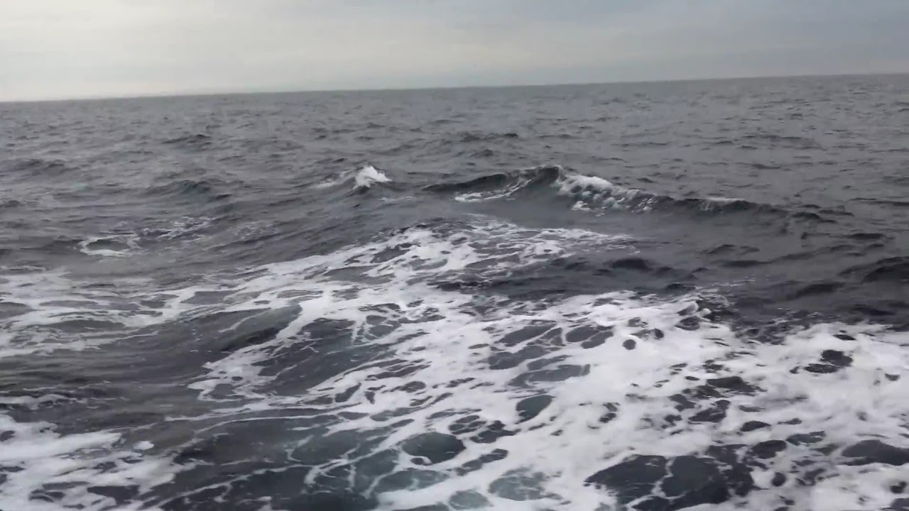 Белый дельфин в чёрном море фото