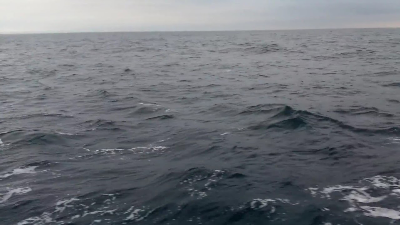Белый дельфин в чёрном море фотки